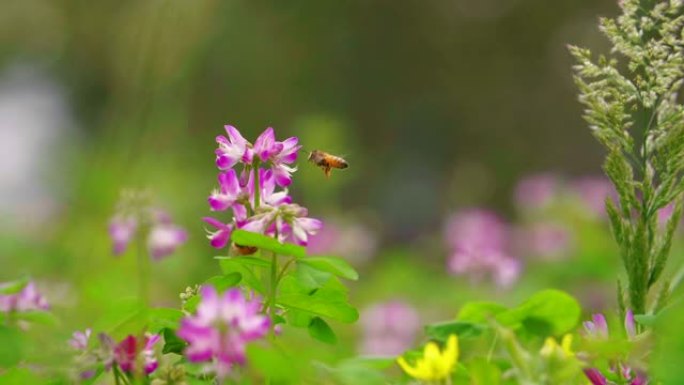 春天花上的蜜蜂