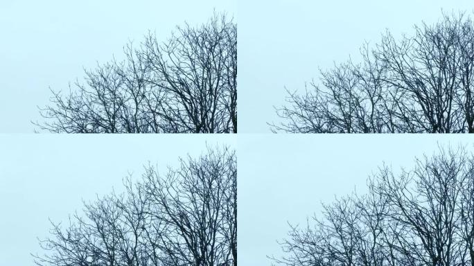 光秃秃的冬天树顶在风中