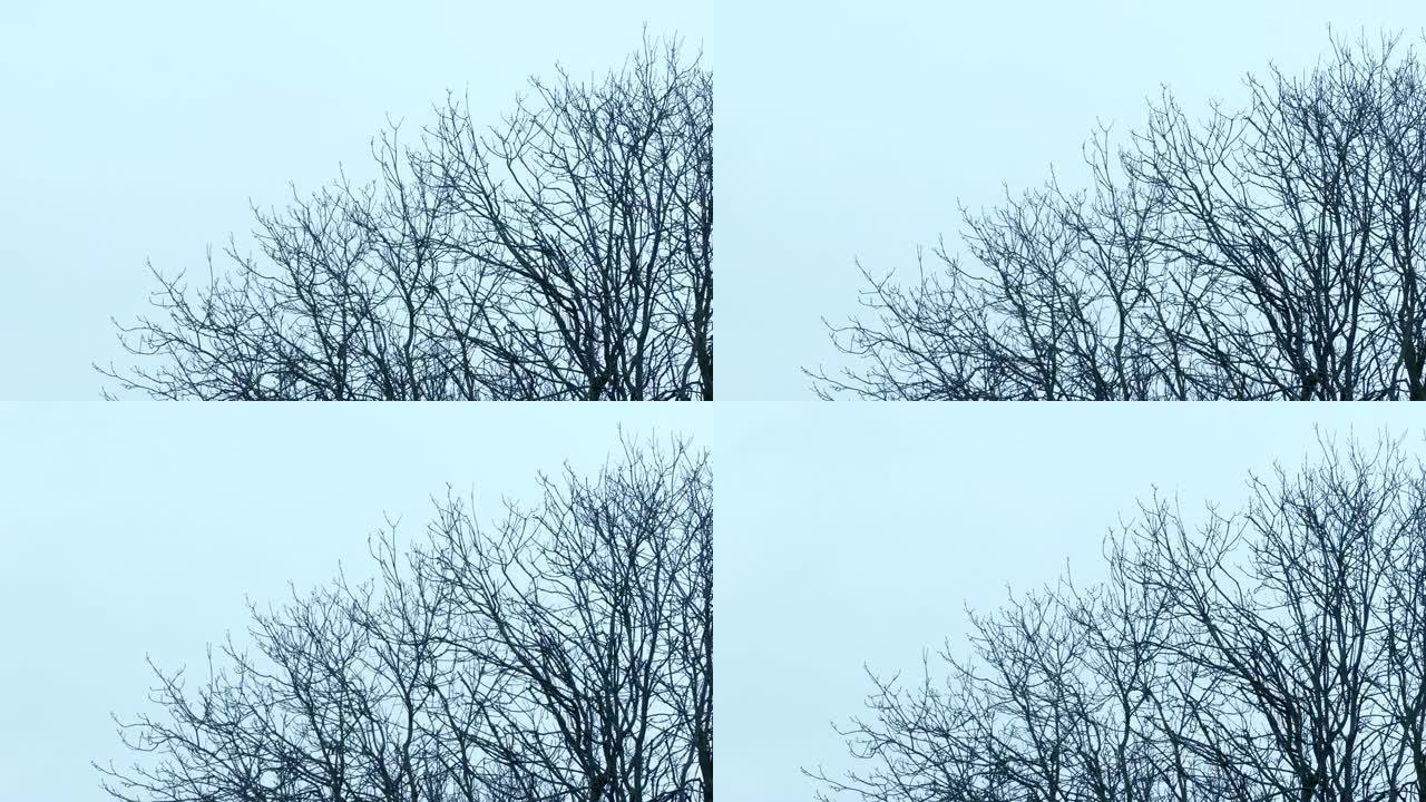 光秃秃的冬天树顶在风中