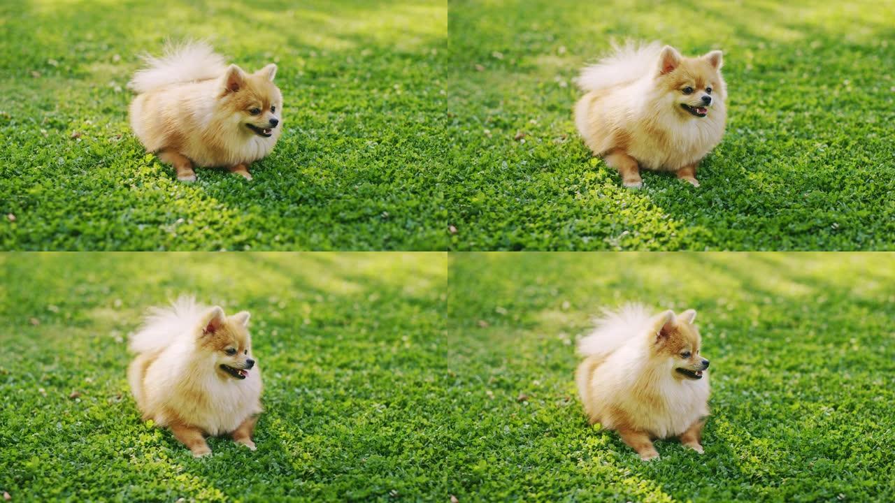 最可爱的小血统博美犬在草坪上休息，看着相机。顶级犬种标本显示了它的聪明，可爱和蓬松的美。彩色提升肖像