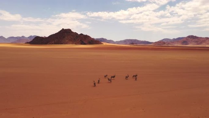WS Gemsbok在广阔的沙漠景观中，纳米比亚，非洲