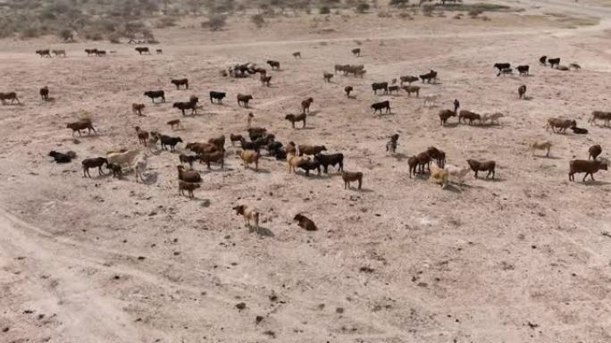寻找食物和水的瘦自由漫游牛的旋转鸟瞰图。干旱，气候变化