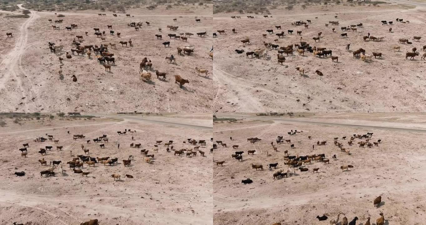 寻找食物和水的瘦自由漫游牛的旋转鸟瞰图。干旱，气候变化