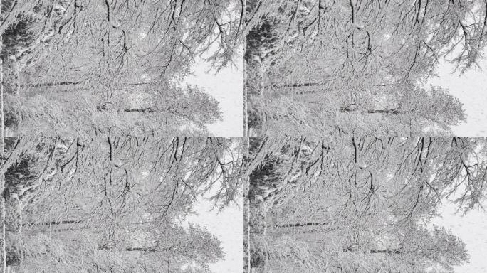 垂直: 在一个安静的空旷的公园里，田园诗般的新鲜积雪覆盖着树木。