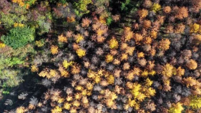 秋天森林五彩缤纷秋天的颜色金黄色树叶