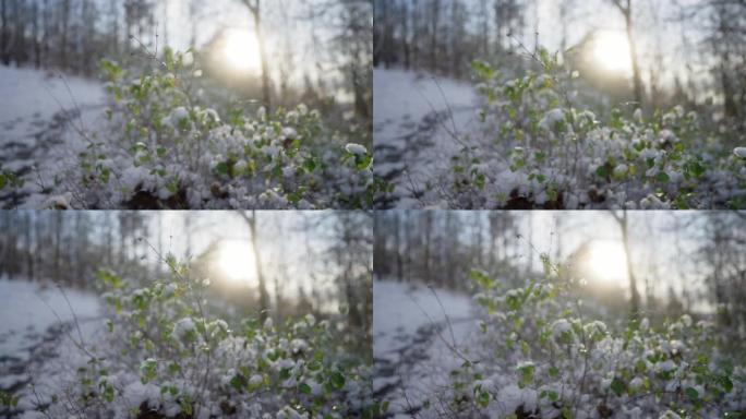 在绿叶的灌木丛上融化雪