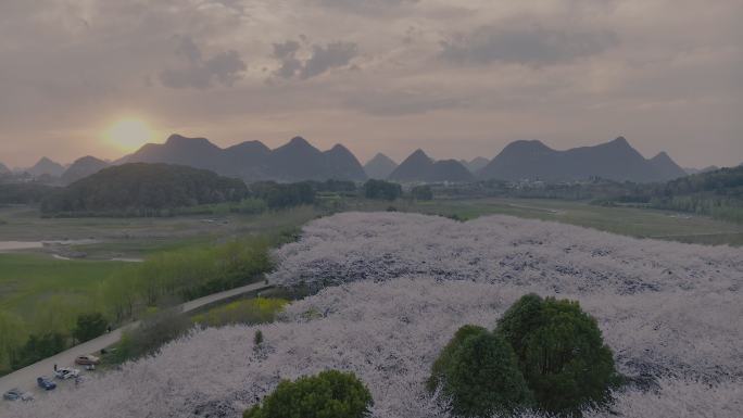 4KHDR航拍贵州平坝万亩樱花园