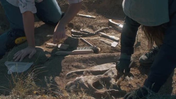 匿名考古学家挖出恐龙骨架