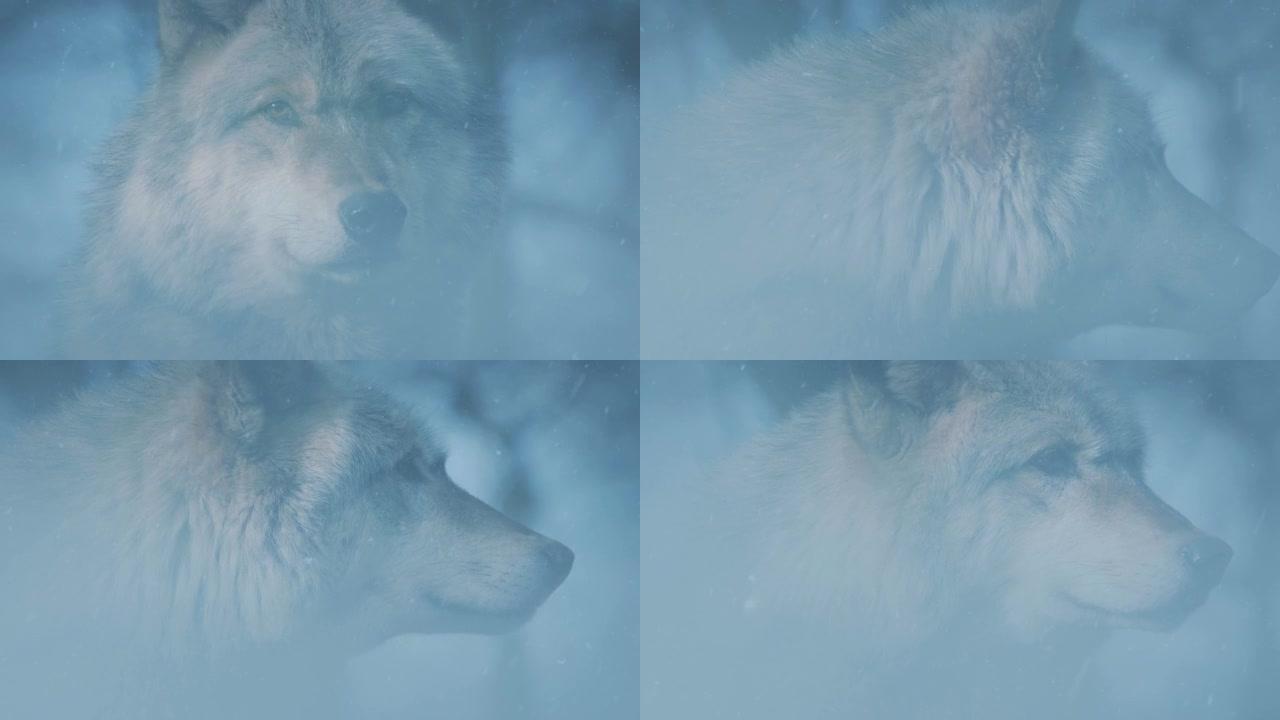 雾蒙蒙的森林降雪中的狼