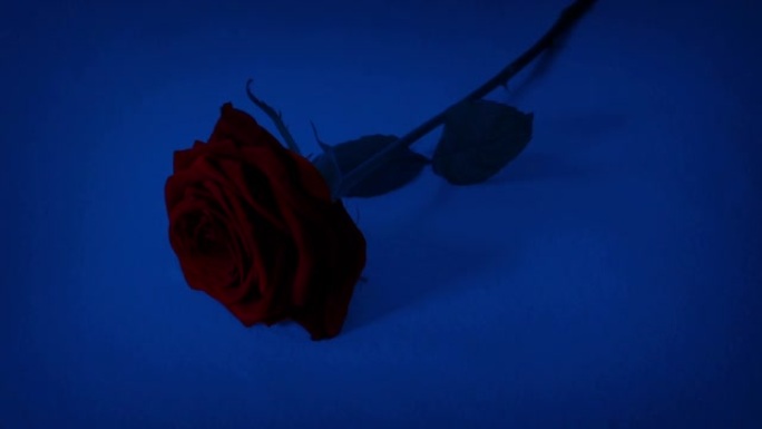红玫瑰晚上放在地上
