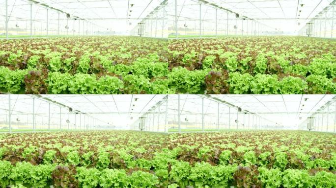 SLO MO Dolly拍摄了一个用于种植生菜的大型温室