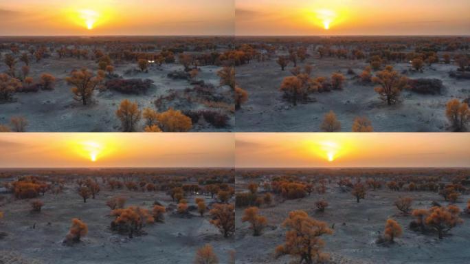 日落时的沙漠到处都是胡杨林，非常奇妙