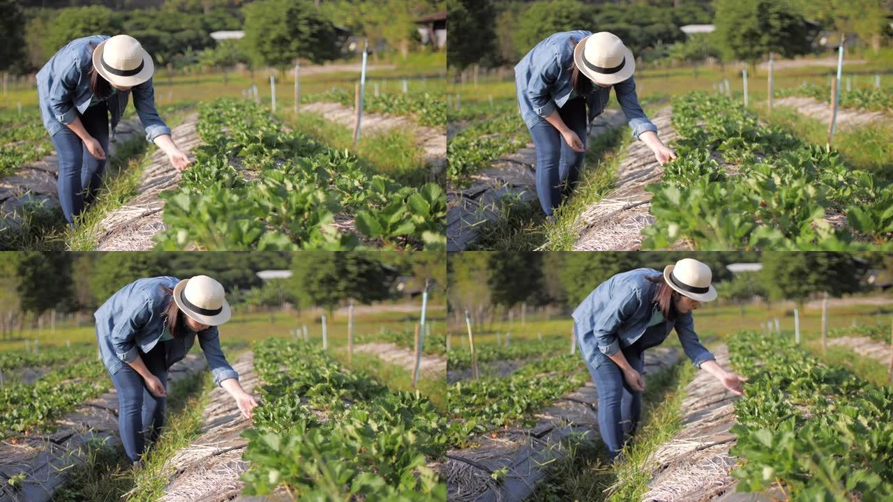 在草莓农场检查草莓的女农民