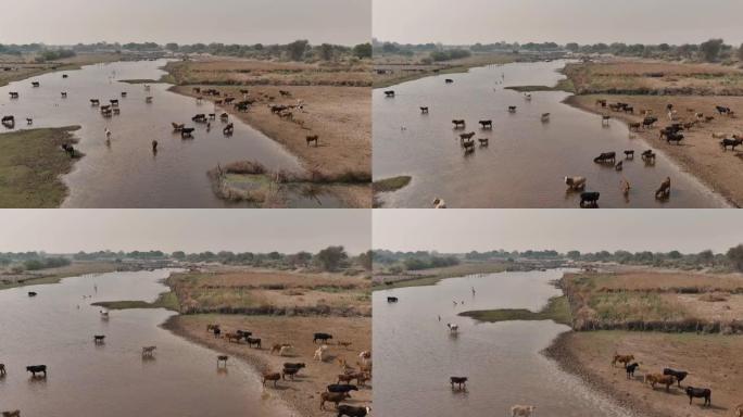 由于干旱，气候变化，在干涸的河流中，稀薄的自由漫游牛饮用水的鸟瞰图