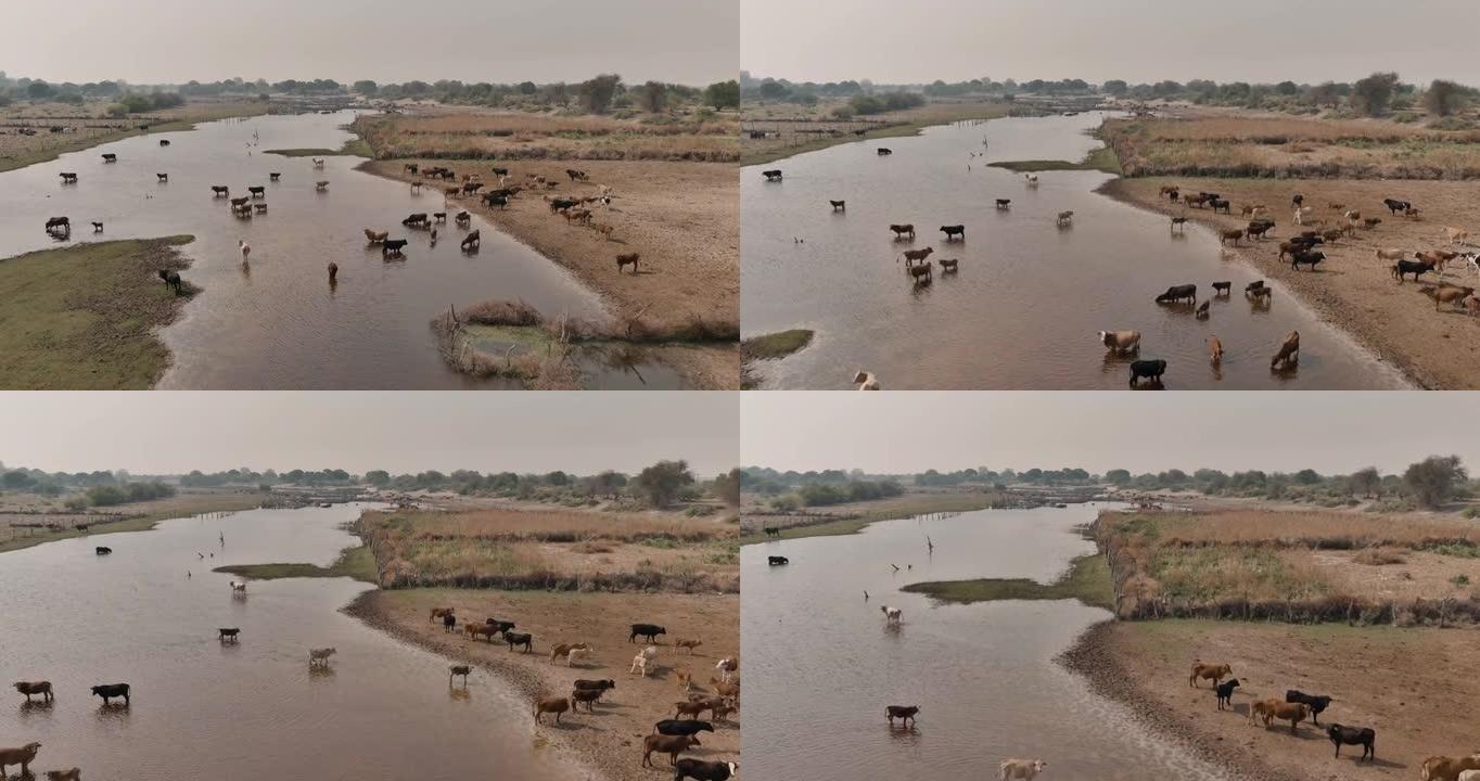 由于干旱，气候变化，在干涸的河流中，稀薄的自由漫游牛饮用水的鸟瞰图