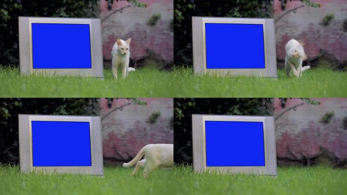 户外带蓝屏和白猫的老式复古电视。