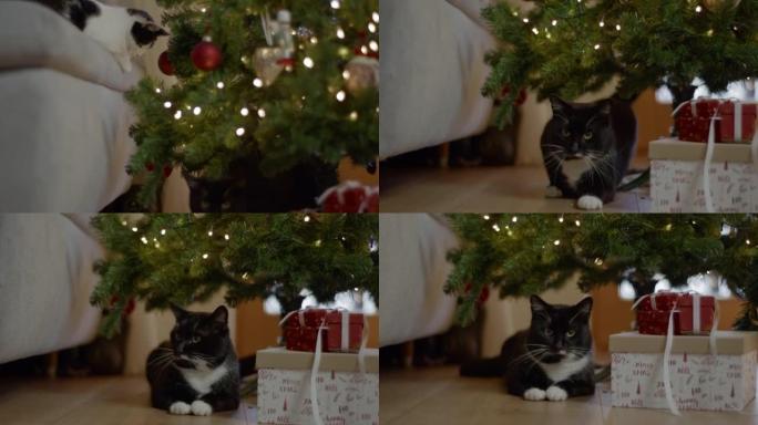 猫躺在圣诞树下黑色白爪猫咪呆萌爱宠卧下