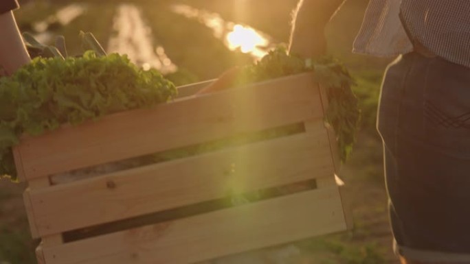 SLO MO无法识别的夫妇在日落时将装满蔬菜的板条箱带到田野中
