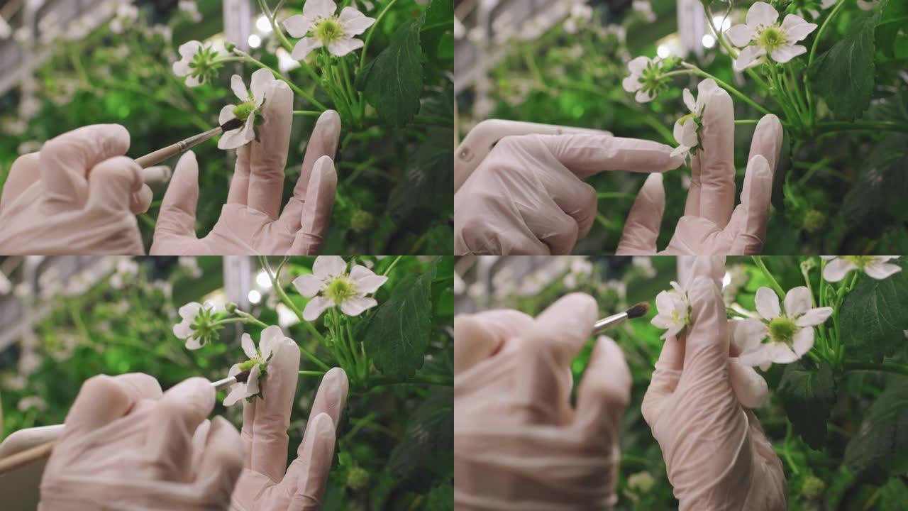 刷草莓花