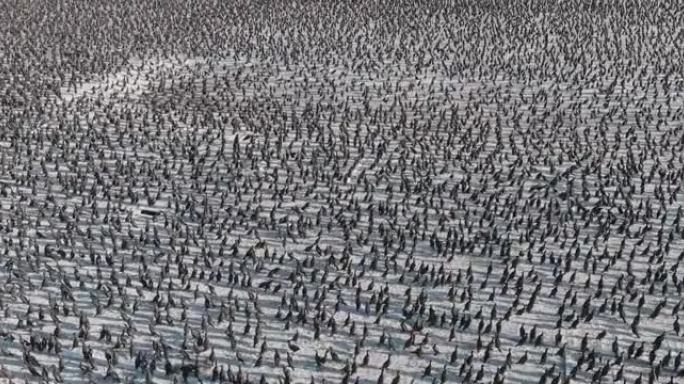 坐在鸟粪平台上的数千名Cape cormorant的鸟瞰图