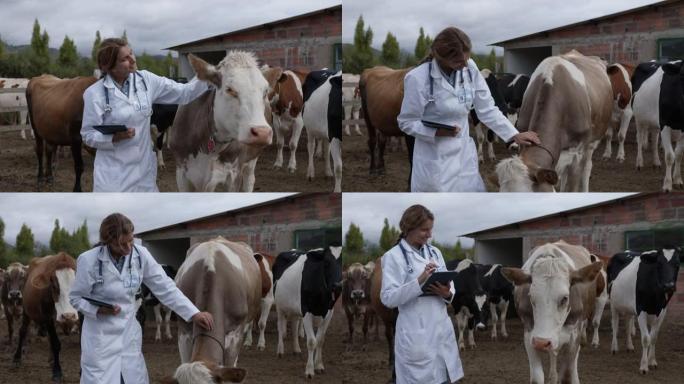 美丽的女兽医在农村农场爱抚一头牛，同时用另一只手拿着平板电脑