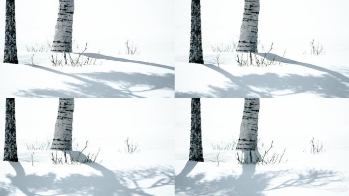 美丽的冬季风景。白桦树站在雪地上投下阴影。白桦树的自然背景