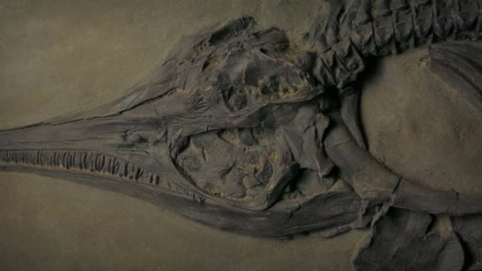 史前鱼类骨骼自然历史展示
