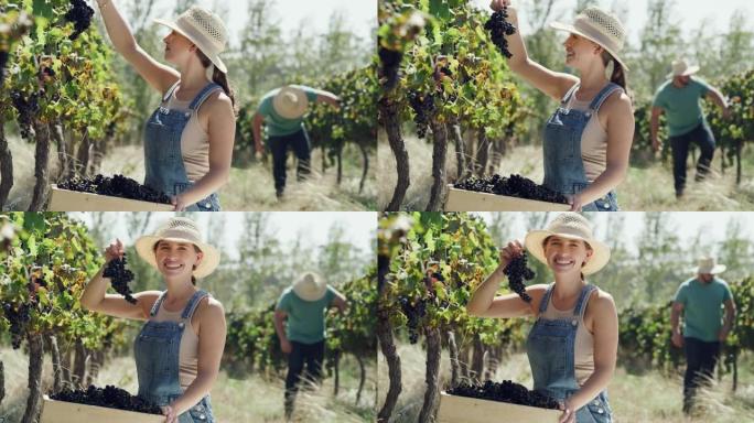 两名农民收获葡萄的4k录像