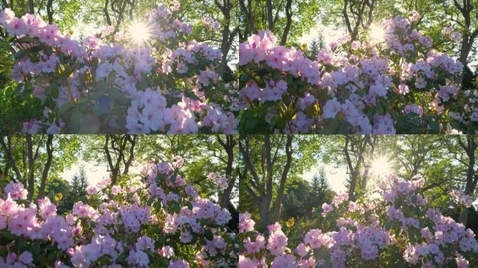 相机随着粉红色的杜鹃花沿着灌木丛升起，阳光穿透精致的花瓣。春天在公园或植物园盛开的杜鹃花。万向节射击