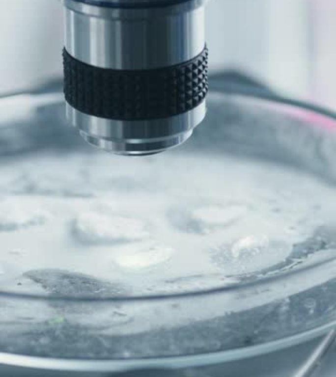 科学家将带有转基因样品的培养皿放在显微镜下的垂直特写镜头。微生物学家在现代实验室中从微量移液管向混合
