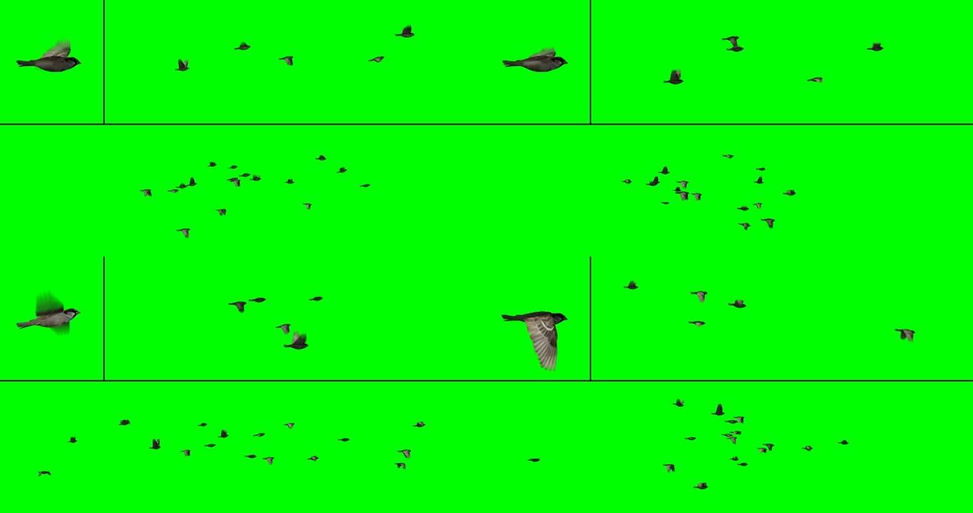 鸟群 -- 麻雀麻雀飞行带通道绿幕抠像透