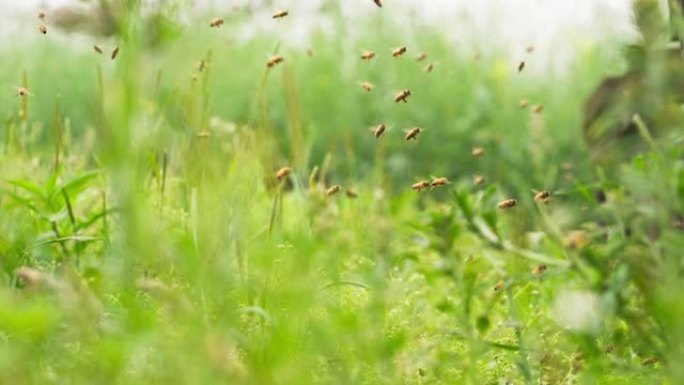 在春季野外飞行的大型蜜蜂群的慢动作