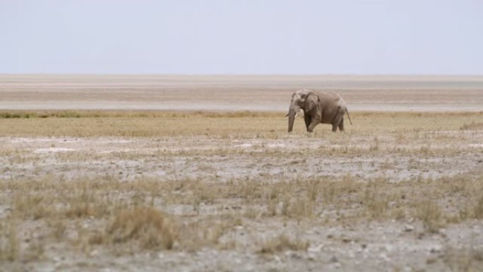 WS大象站在偏远的沙漠景观中，非洲纳米比亚埃托沙国家公园