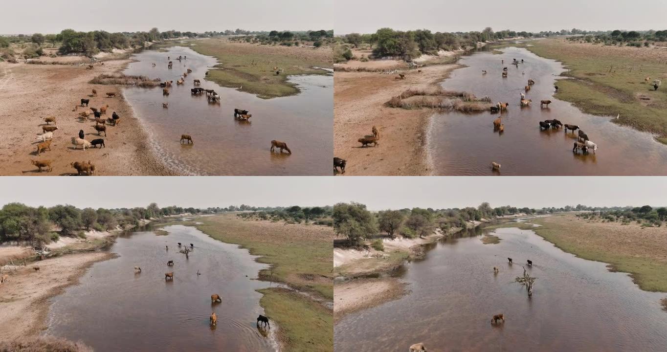 由于干旱，气候变化，在干涸的河流中，空中飞越稀薄的自由漫游牛饮用水