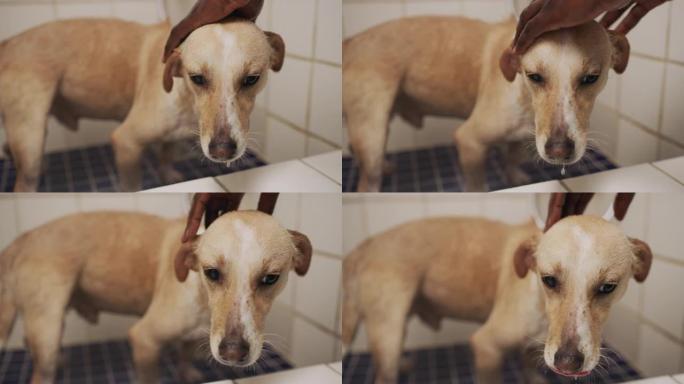 4k视频片段，一个无法识别的人在动物收容所给狗洗澡