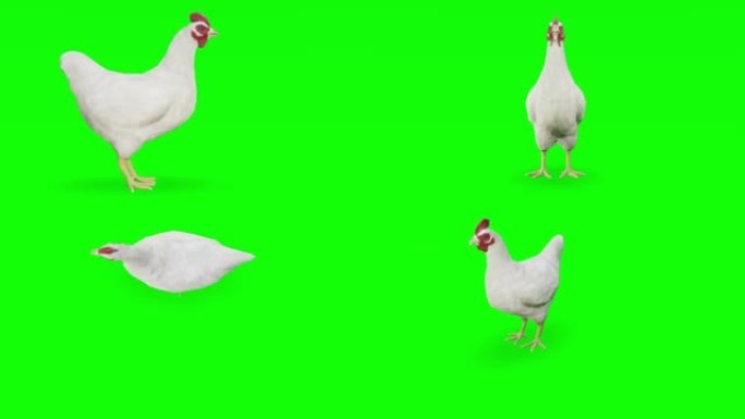 绿屏上的死鸡。动物的概念，野生动物，游戏，返校，3d动画，短视频，电影，卡通，有机，色键，人物动画，