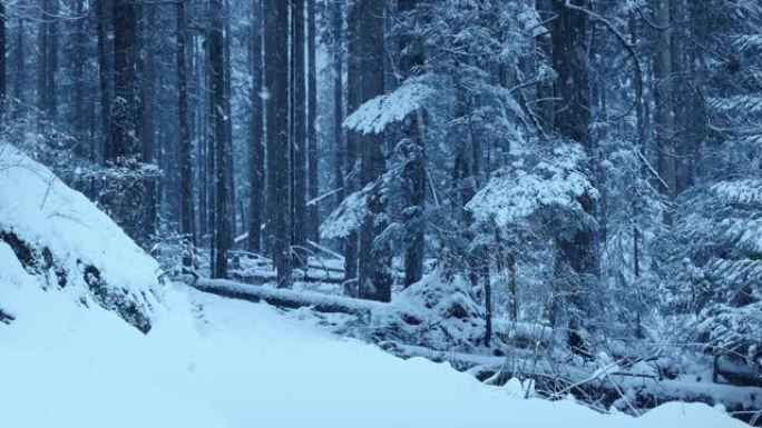 大雪中的林地路径大雪纷飞空镜头表现冬季