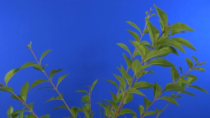 通过多叶植物-合成蓝屏
