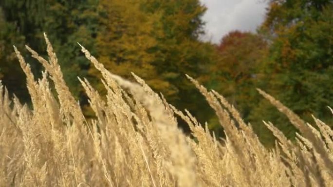 特写: 森林附近的干草在秋风中变色，轻轻地摇曳。