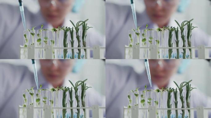 科学家在实验室里用植物进行实验