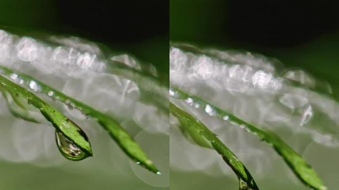 时间扭曲液滴从潮湿的闪亮蕨类植物上滴下