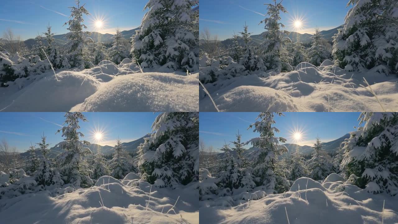 摄像机在积雪覆盖的枞树之间的积雪中缓慢移动。明亮的早晨阳光照亮了树木，山脉和雪。美丽阳光明媚的冬日在