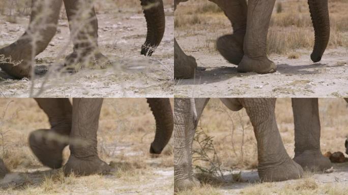 大象行走的铜腿，埃托沙国家公园，纳米比亚，非洲