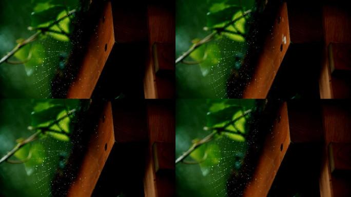 雨天有水滴的蜘蛛网