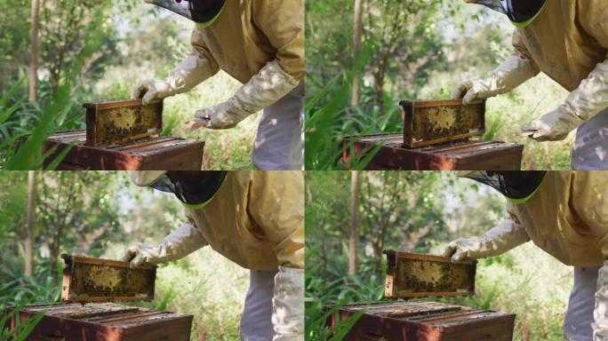白人男性养蜂人穿着防护服检查蜂巢的蜂窝框架