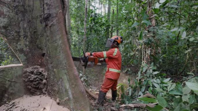 Close-up.Logger在热带雨林中切成高大的硬木树。气候变化。森林砍伐
