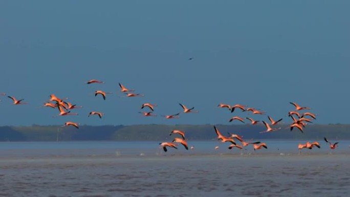 一群粉红色的火烈鸟飞过湖面。火烈鸟在冬季迁移到温暖的气候