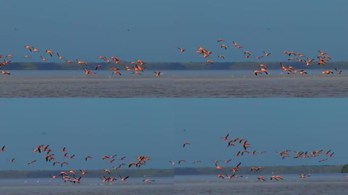 一群粉红色的火烈鸟飞过湖面。火烈鸟在冬季迁移到温暖的气候