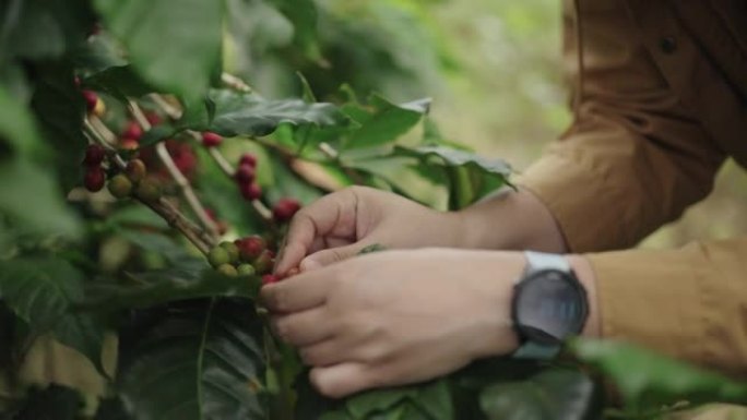 在咖啡农场中检查和收获新鲜咖啡浆果的女农夫手的特写镜头