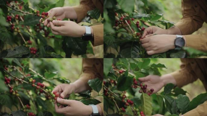 在咖啡农场中检查和收获新鲜咖啡浆果的女农夫手的特写镜头
